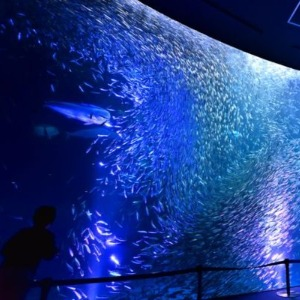 名古屋親子景點 名古屋港水族館